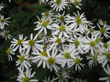 c0077338_21414265.jpg