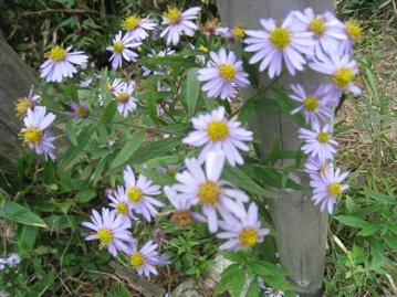 c0077338_21415620.jpg