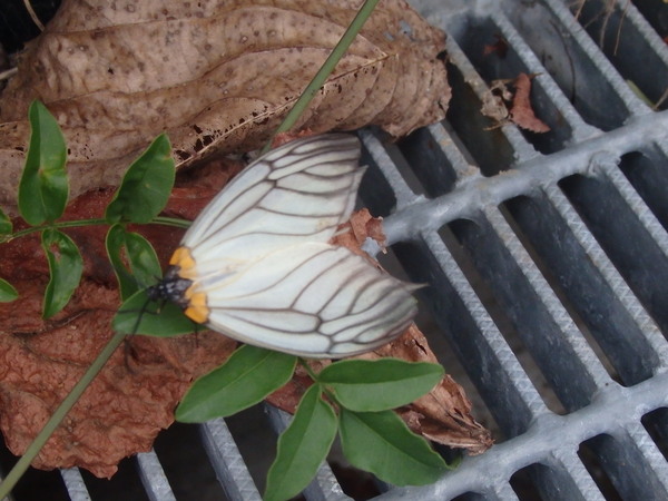 a0054240_2252690.jpg