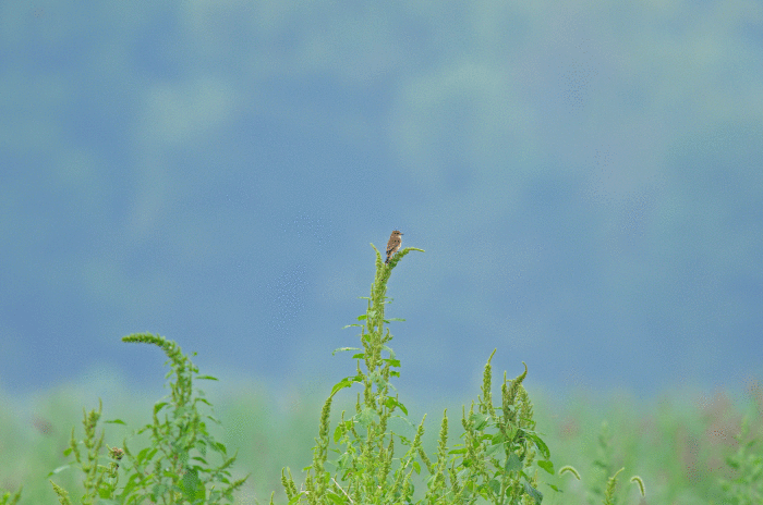 d0290240_17141081.gif