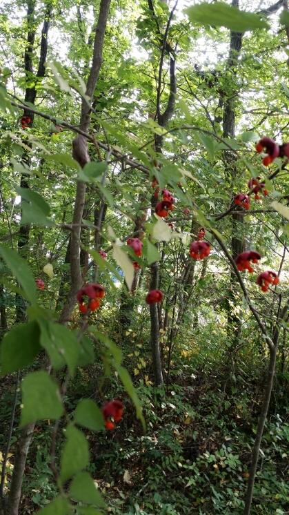 c0310543_1158362.jpg