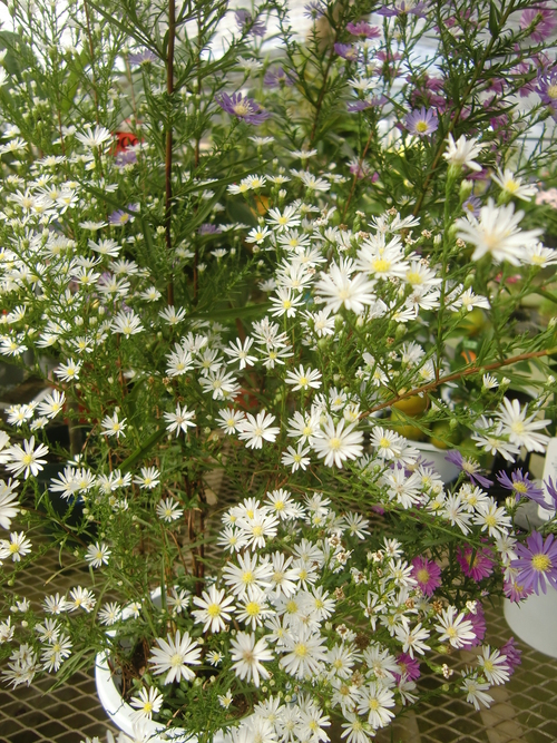 f0329849_20152849.jpg