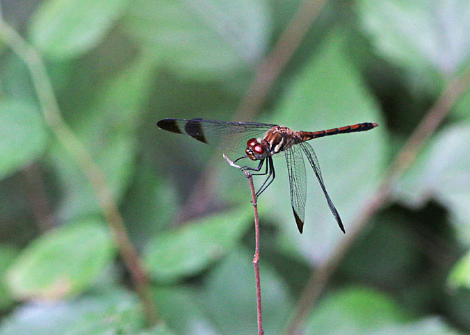 d0146854_1631377.jpg