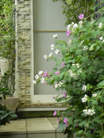 c0152002_18224170.jpg