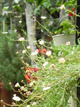 c0152002_18262967.jpg