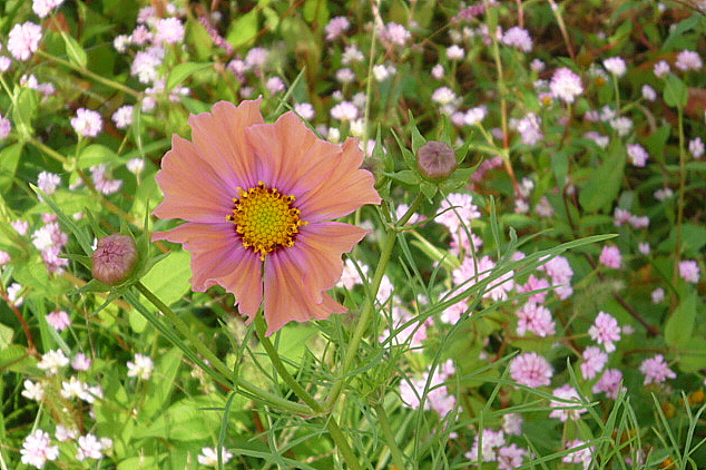 a0214206_19451477.jpg
