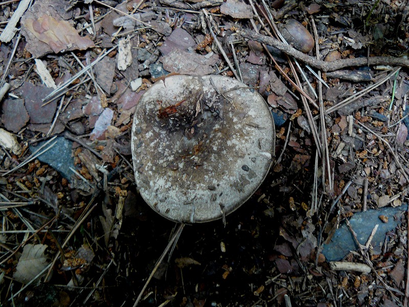 d0019074_8521276.jpg