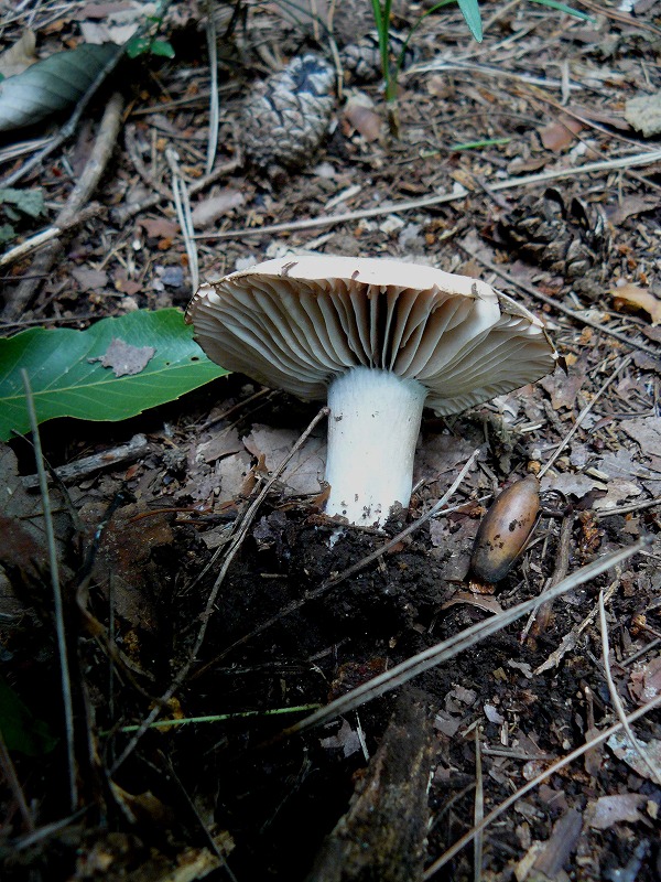d0019074_8531164.jpg