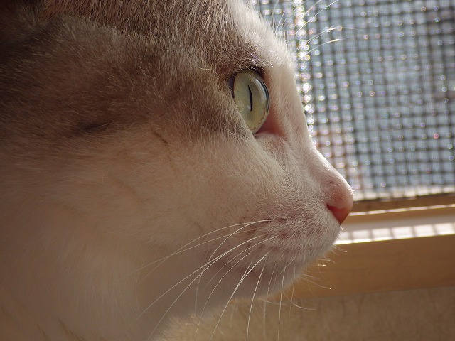 a0159490_13481763.jpg