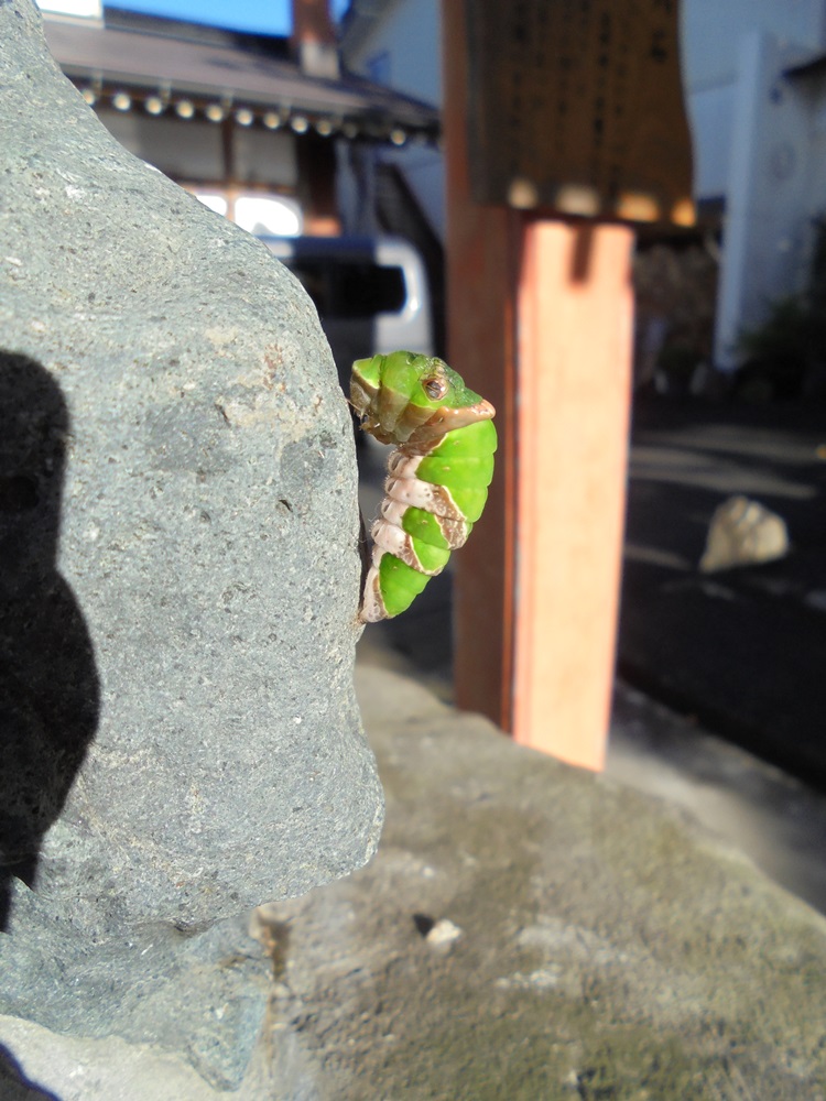 c0111229_201492.jpg
