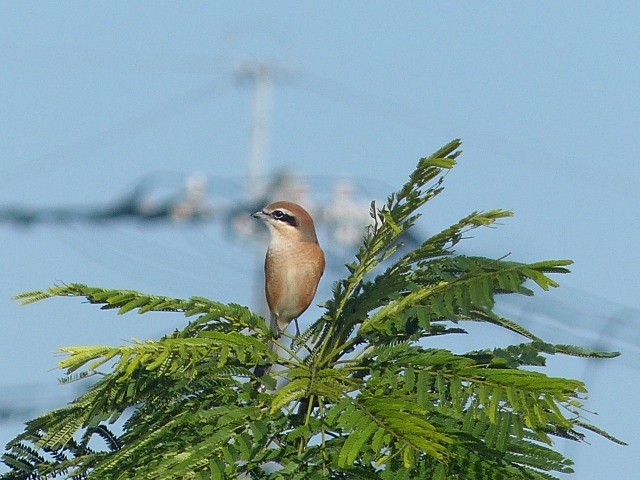f0357487_21252667.jpg
