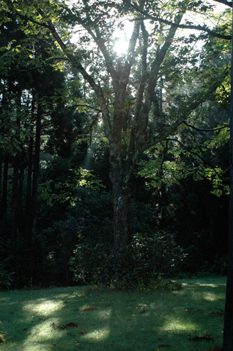 a0061599_87559.jpg