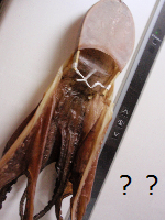 e0207503_10253353.png