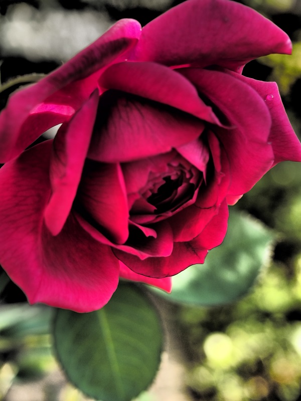 d0001008_2012219.jpg