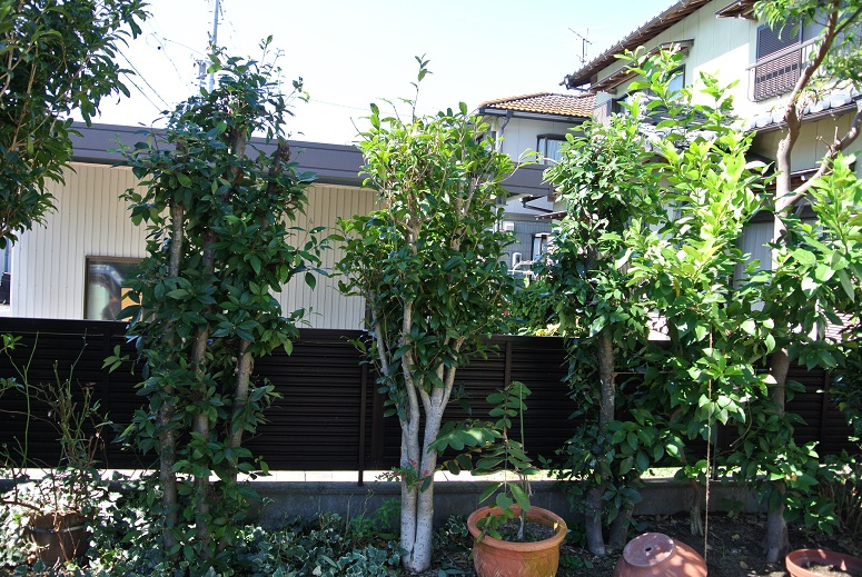 f0179209_11143327.jpg