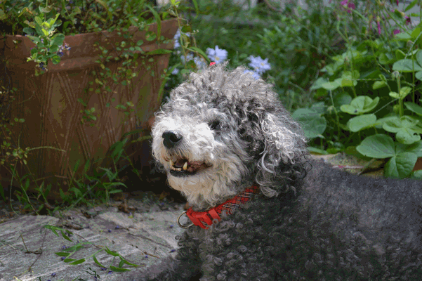c0136736_19265567.gif