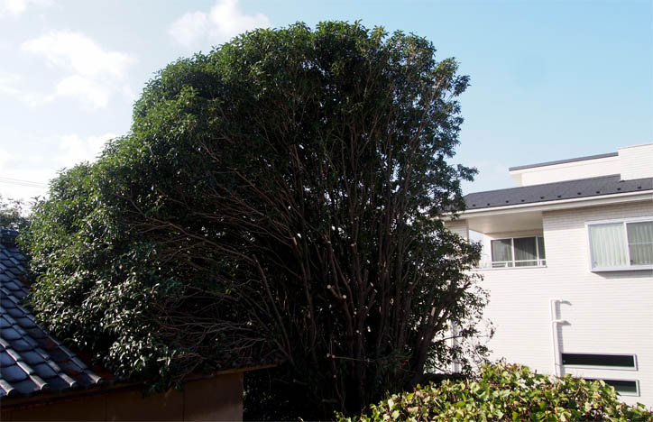 d0317548_85411.jpg
