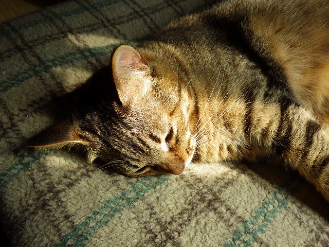 a0159490_108666.jpg