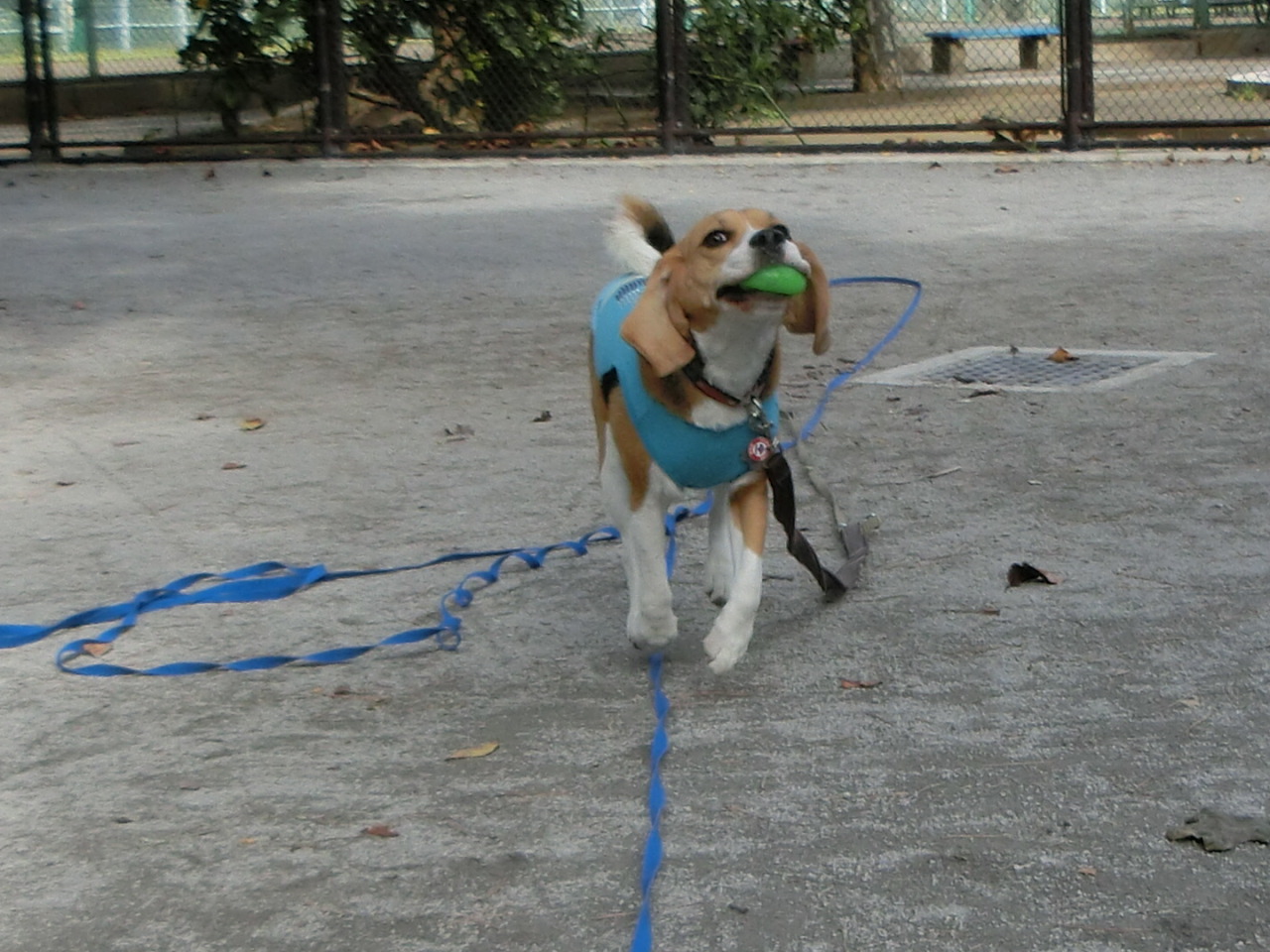 a0319693_8582997.jpg