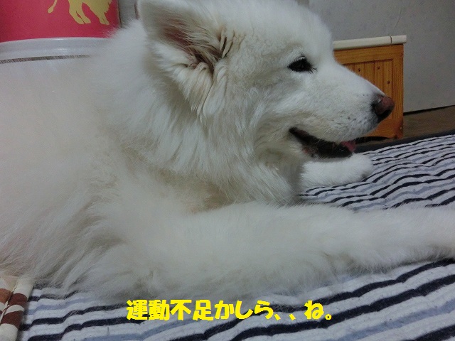 e0196135_10303.jpg