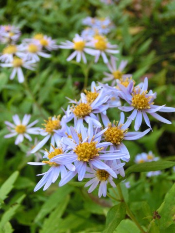 e0045768_2202380.jpg