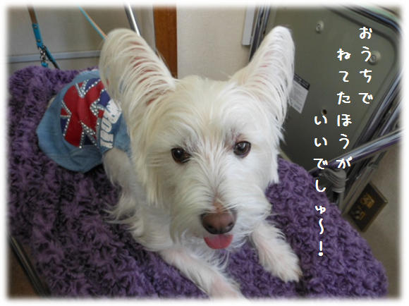 b0242873_00533035.png