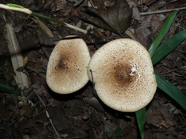 d0019074_92412.jpg