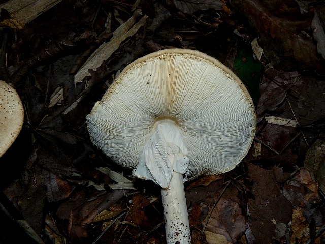 d0019074_9242421.jpg