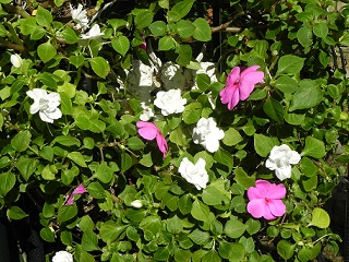 c0152002_17553170.jpg