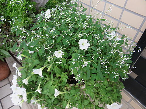 d0046702_1101741.jpg