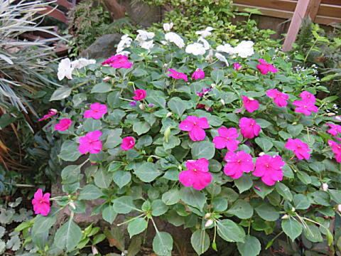 d0046702_110655.jpg
