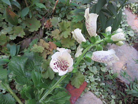 d0046702_1112953.jpg