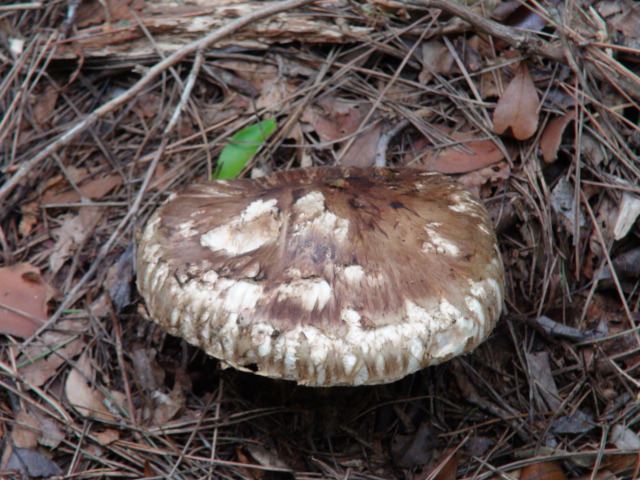f0231709_21225555.jpg