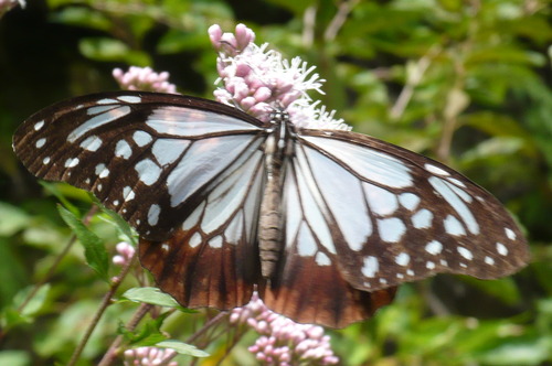 f0215179_20132037.jpg