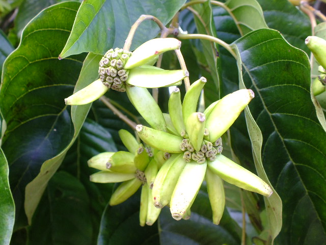 e0145782_5365848.jpg