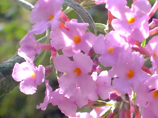 e0145782_5393418.jpg