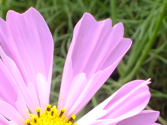 e0145782_541390.jpg