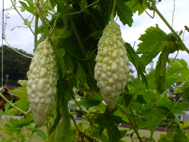 e0145782_5481330.jpg