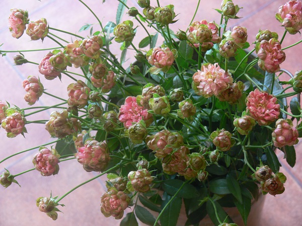 e0140986_17174080.jpg