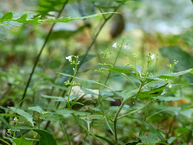 f0357487_23382125.jpg