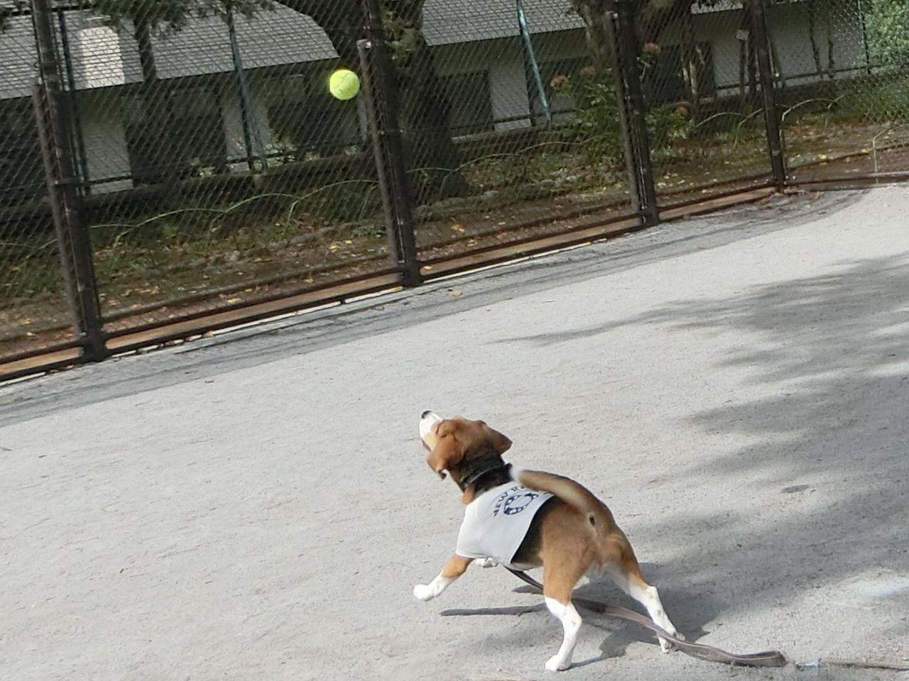 a0319693_1433020.jpg