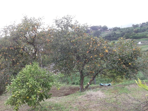 b0137932_17155860.jpg
