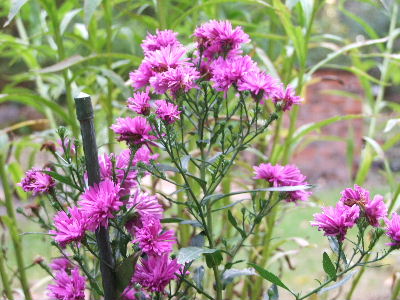 e0088260_17322809.jpg