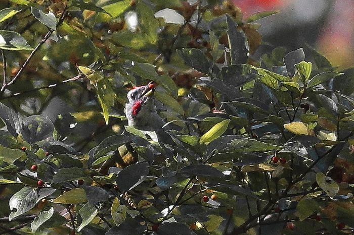 f0215964_20104320.jpg
