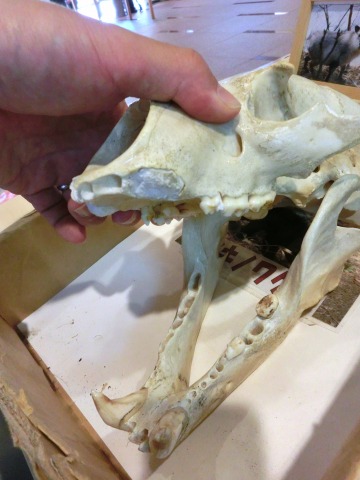 e0045768_20351667.jpg