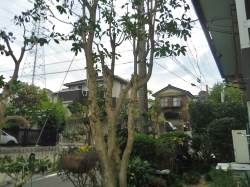 e0031572_882381.jpg