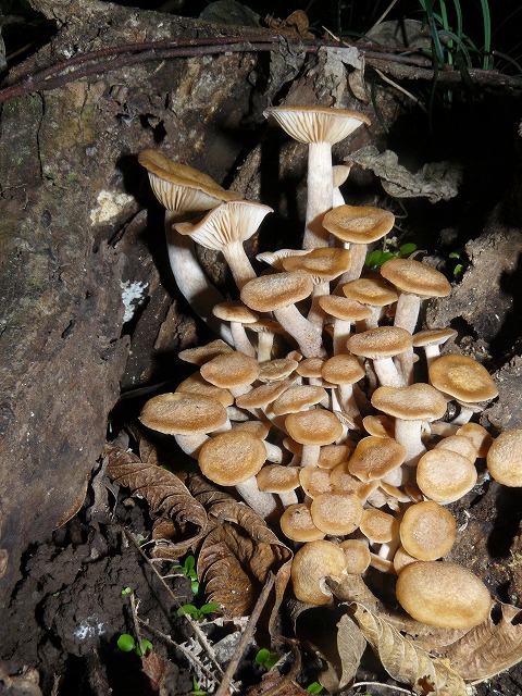 d0019074_8241595.jpg
