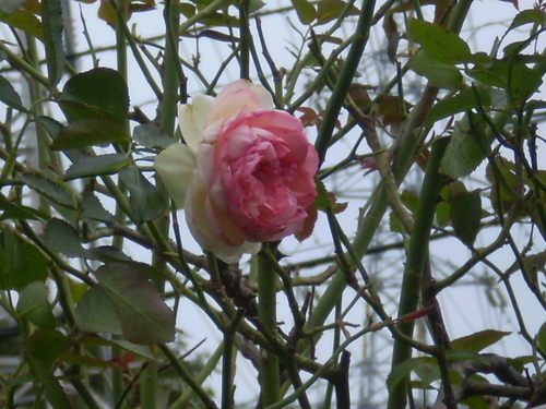 a0135990_20582031.jpg
