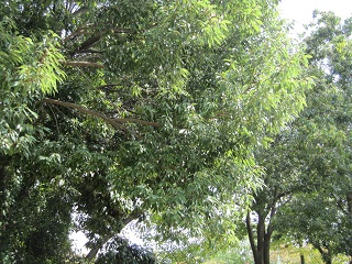 c0152002_18444731.jpg