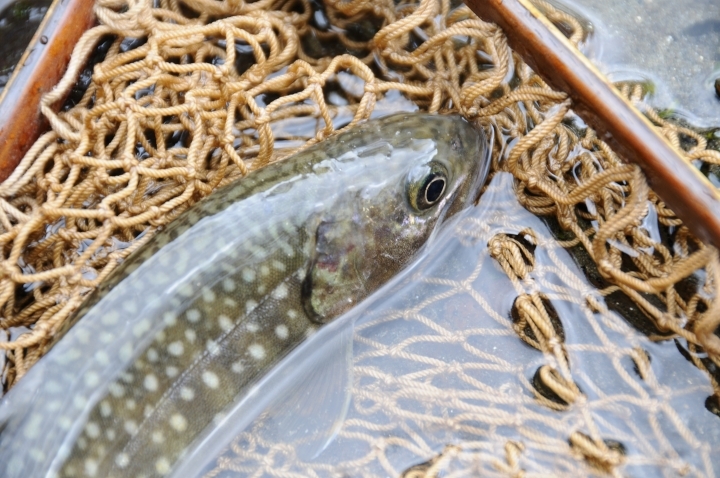 c0133133_16273845.jpg